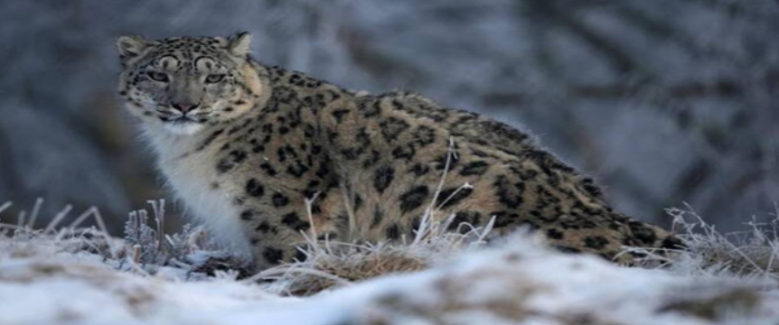 Snow Leopard Tour in Spiti